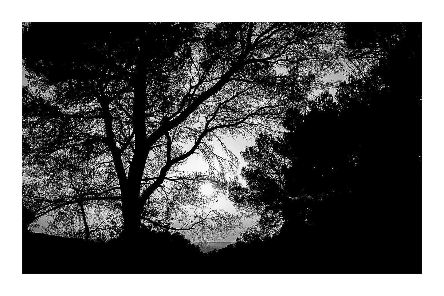 : Arbre en silhouette découpé sur un ciel jaune au coucher de soleil à Bibemus, noir et blanc avec bordure