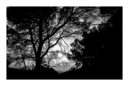 : Arbre en silhouette découpé sur un ciel jaune au coucher de soleil à Bibemus, noir et blanc avec bordure