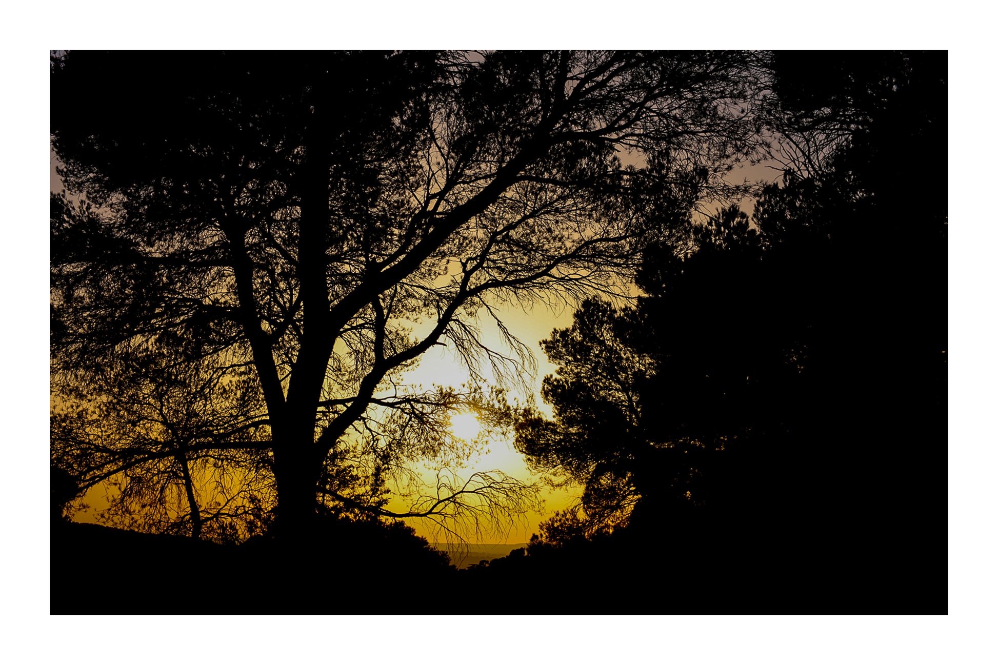 : Arbre en silhouette découpé sur un ciel jaune au coucher de soleil à Bibemus avec bordure