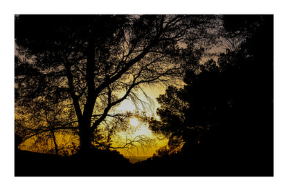 : Arbre en silhouette découpé sur un ciel jaune au coucher de soleil à Bibemus avec bordure