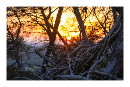 Amas de branches au premier plan avec soleil couchant flou entre les troncs à Bibemus avec bordure