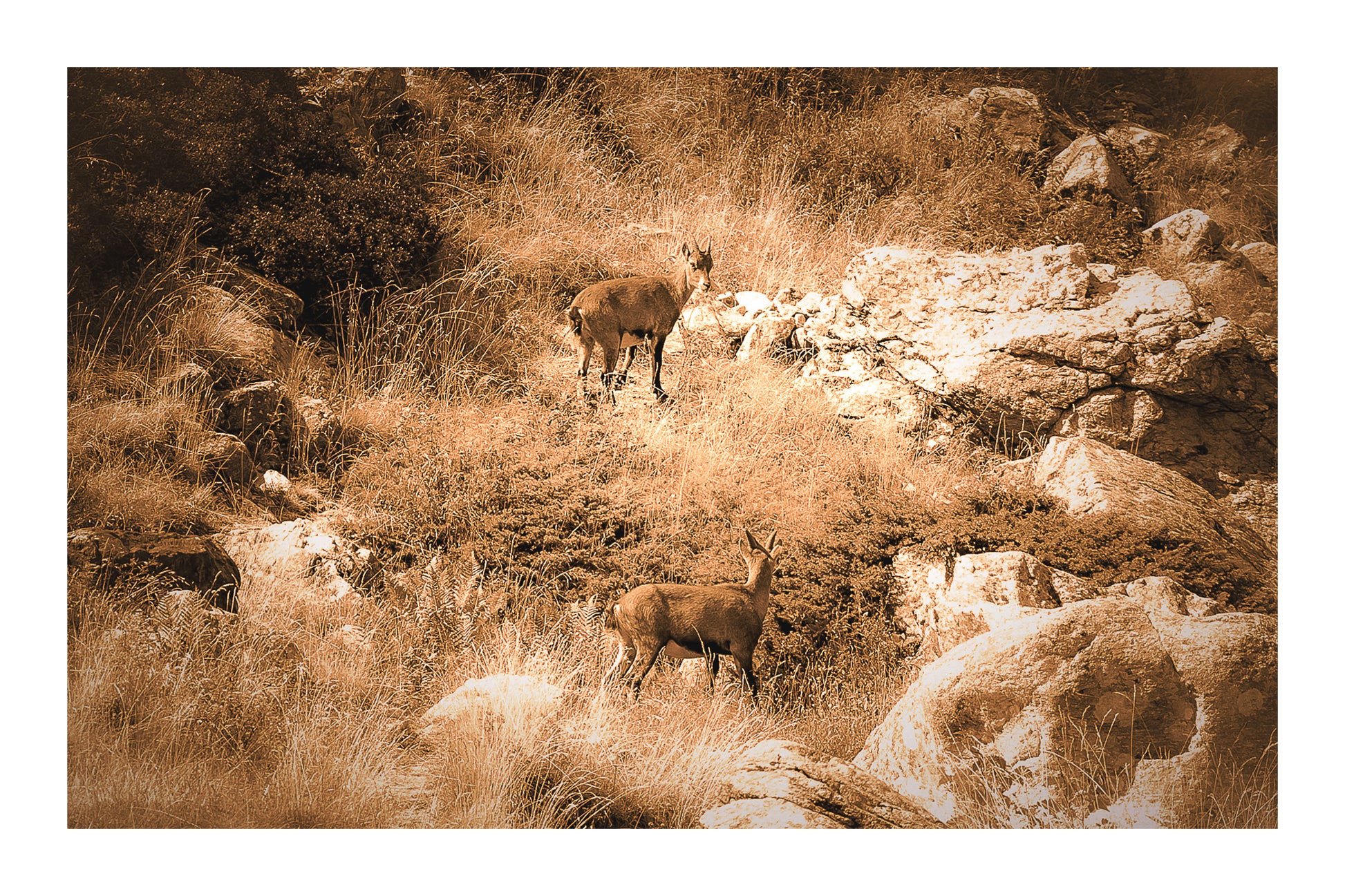 Deux chamois dans une pente rocheuse et herbeuse de la vallée de la Gordolasque, en pleine montagne, vintage avec bordure