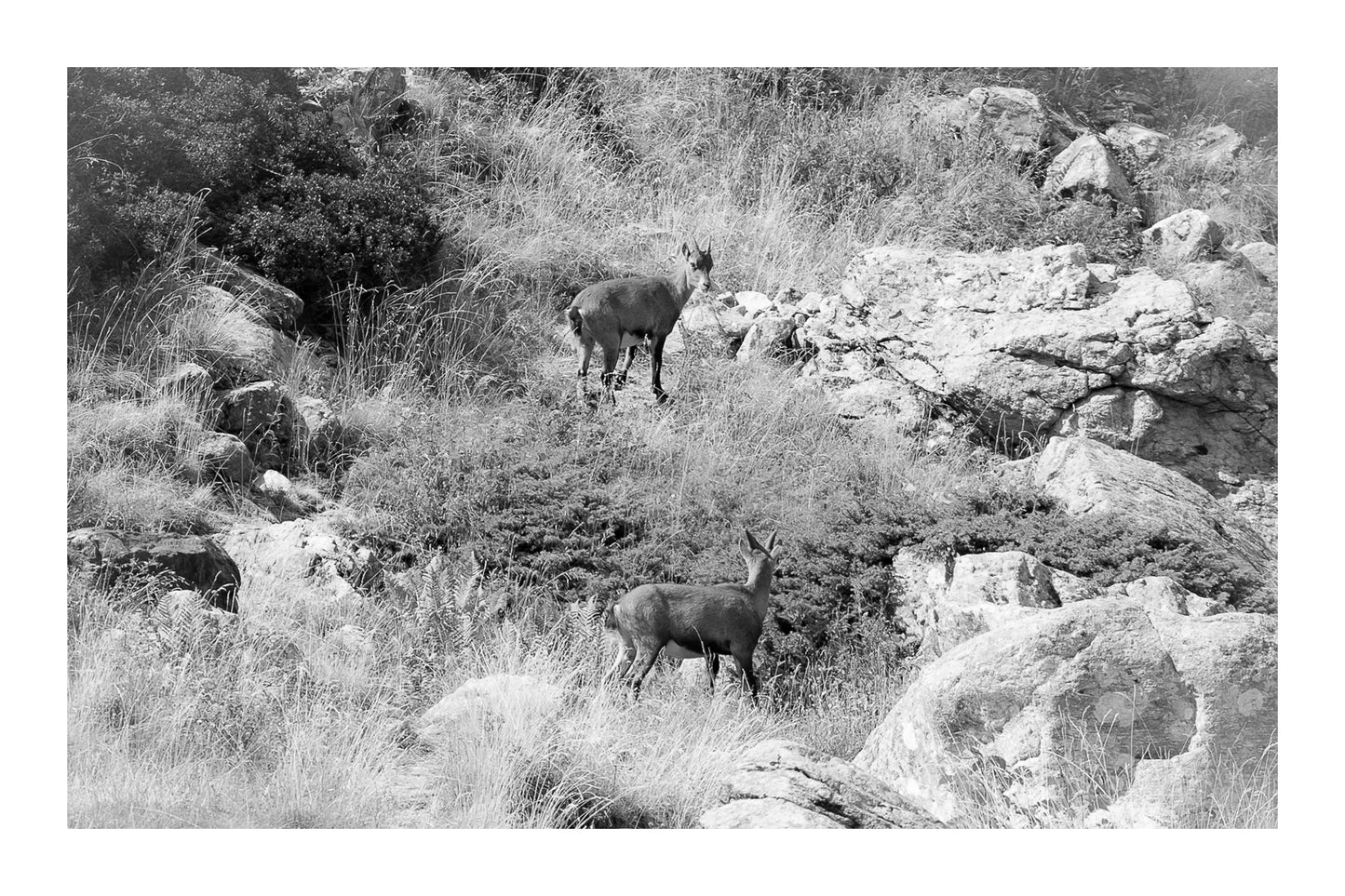 Deux chamois dans une pente rocheuse et herbeuse de la vallée de la Gordolasque, en pleine montagne, noir et blanc avec bordure