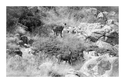 Deux chamois dans une pente rocheuse et herbeuse de la vallée de la Gordolasque, en pleine montagne, noir et blanc avec bordure