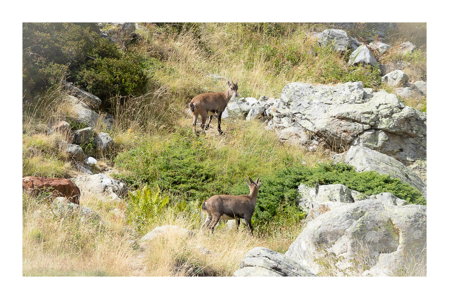 Deux chamois dans une pente rocheuse et herbeuse de la vallée de la Gordolasque, en pleine montagne avec bordure