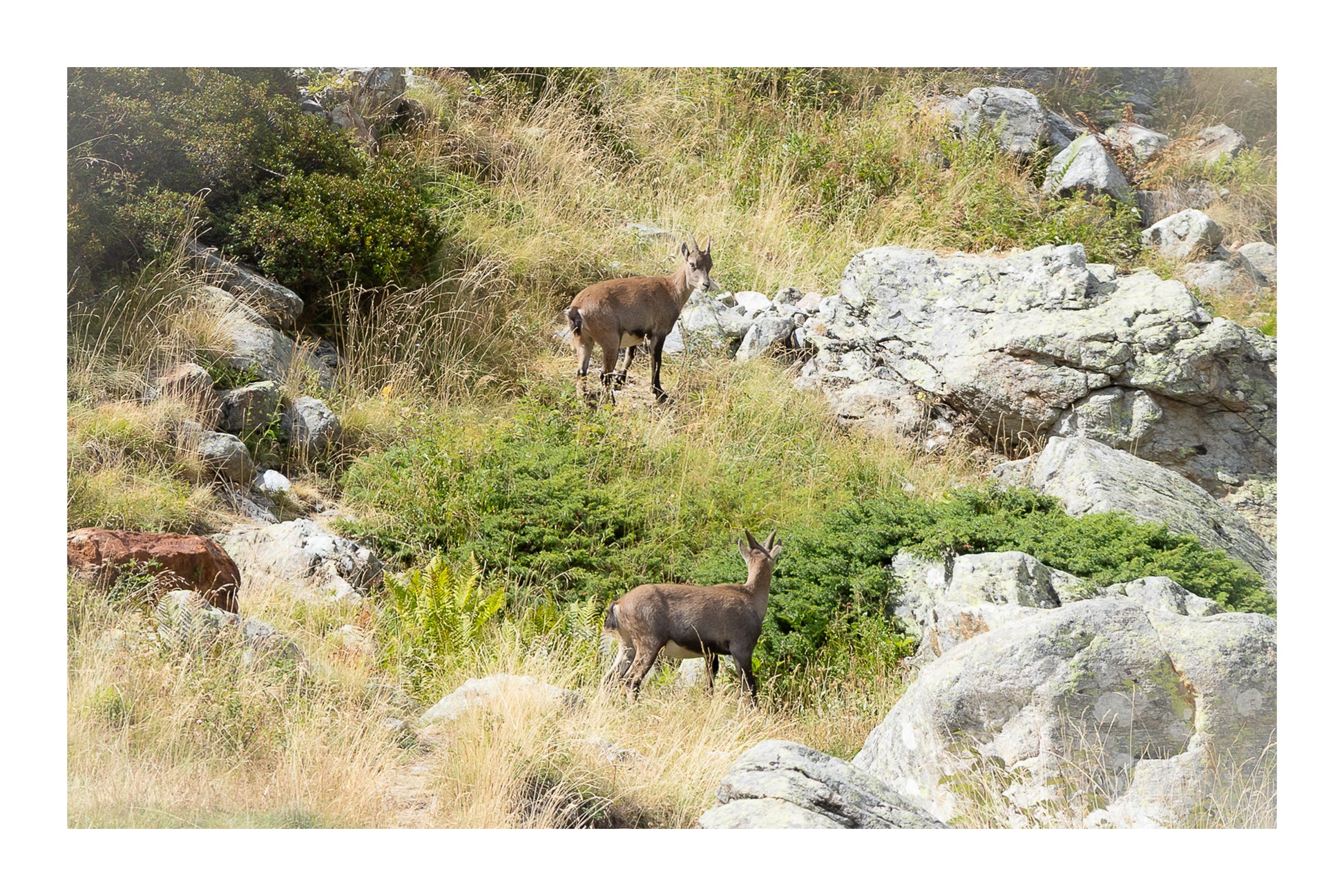 Deux chamois dans une pente rocheuse et herbeuse de la vallée de la Gordolasque, en pleine montagne avec bordure