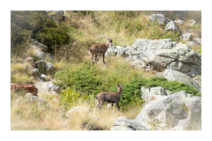 Deux chamois dans une pente rocheuse et herbeuse de la vallée de la Gordolasque, en pleine montagne avec bordure