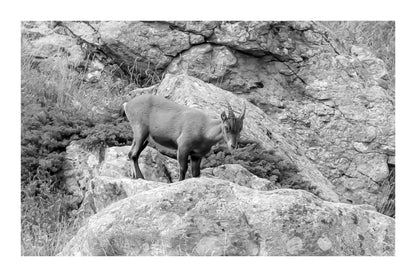 Chamois debout sur un rocher couvert de lichens dans la vallée de la Gordolasque, entouré de végétation alpine, noir et blanc avec bordure