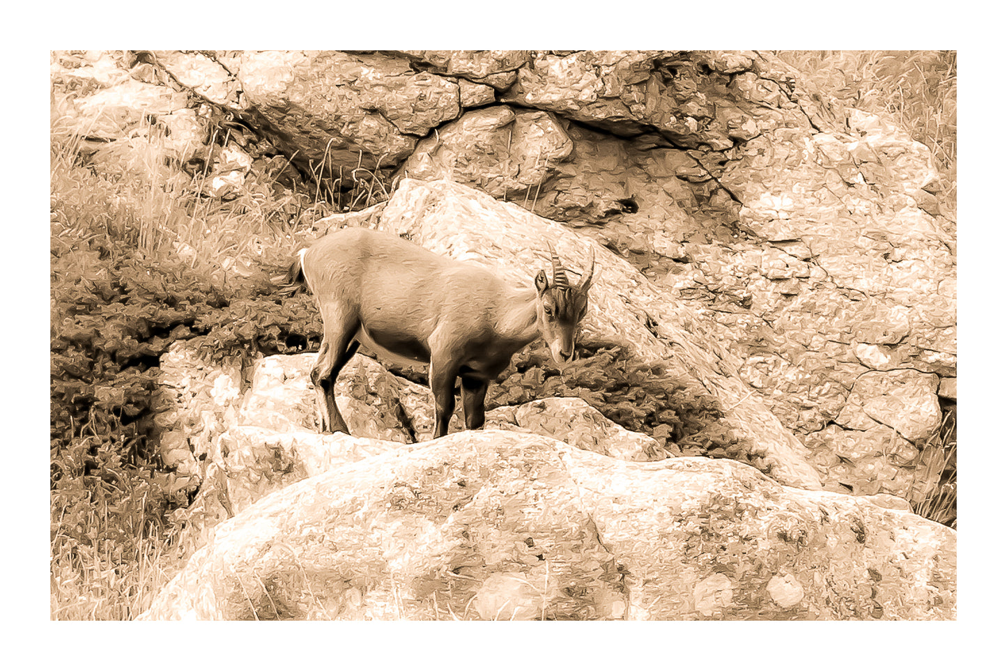 Chamois debout sur un rocher couvert de lichens dans la vallée de la Gordolasque, entouré de végétation alpine, vintage avec bordure