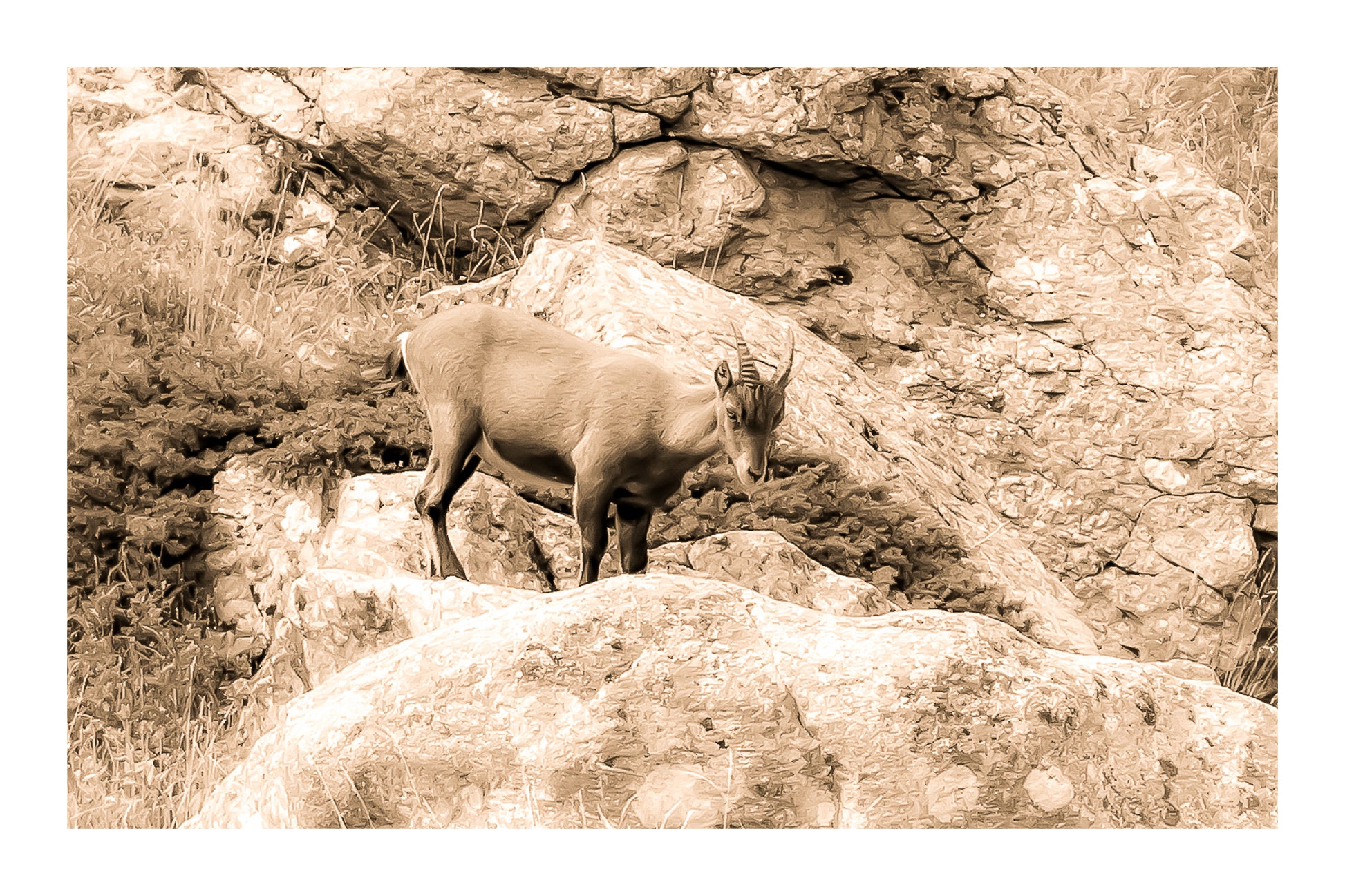 Chamois debout sur un rocher couvert de lichens dans la vallée de la Gordolasque, entouré de végétation alpine, vintage avec bordure
