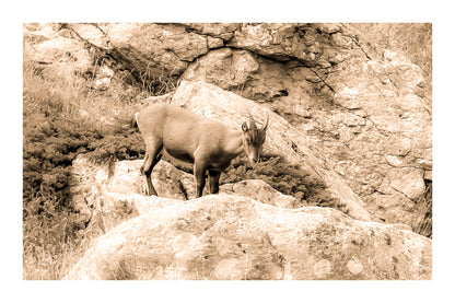 Chamois debout sur un rocher couvert de lichens dans la vallée de la Gordolasque, entouré de végétation alpine, vintage avec bordure