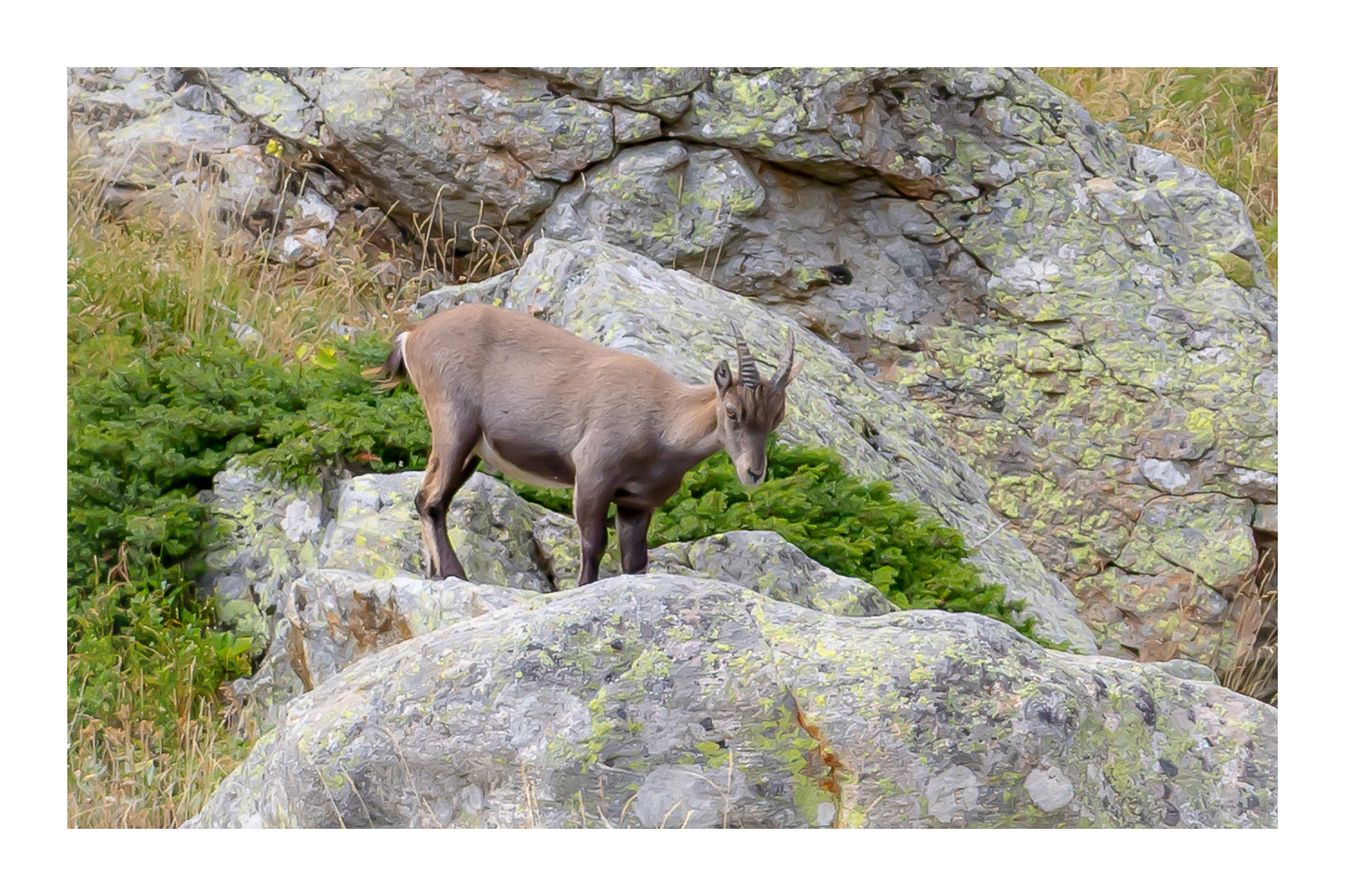 Chamois debout sur un rocher couvert de lichens dans la vallée de la Gordolasque, entouré de végétation alpine avec bordure