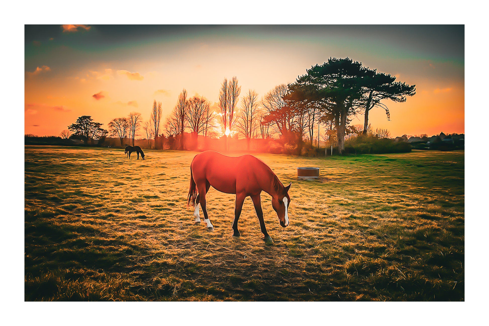 cheval brun au premier plan dans une prairie bretonne au coucher du soleil, arbres en contre-jour et ciel orangé avec bordure