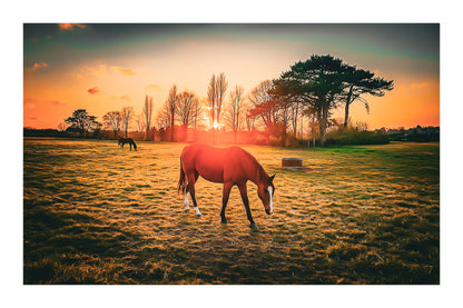 cheval brun au premier plan dans une prairie bretonne au coucher du soleil, arbres en contre-jour et ciel orangé avec bordure