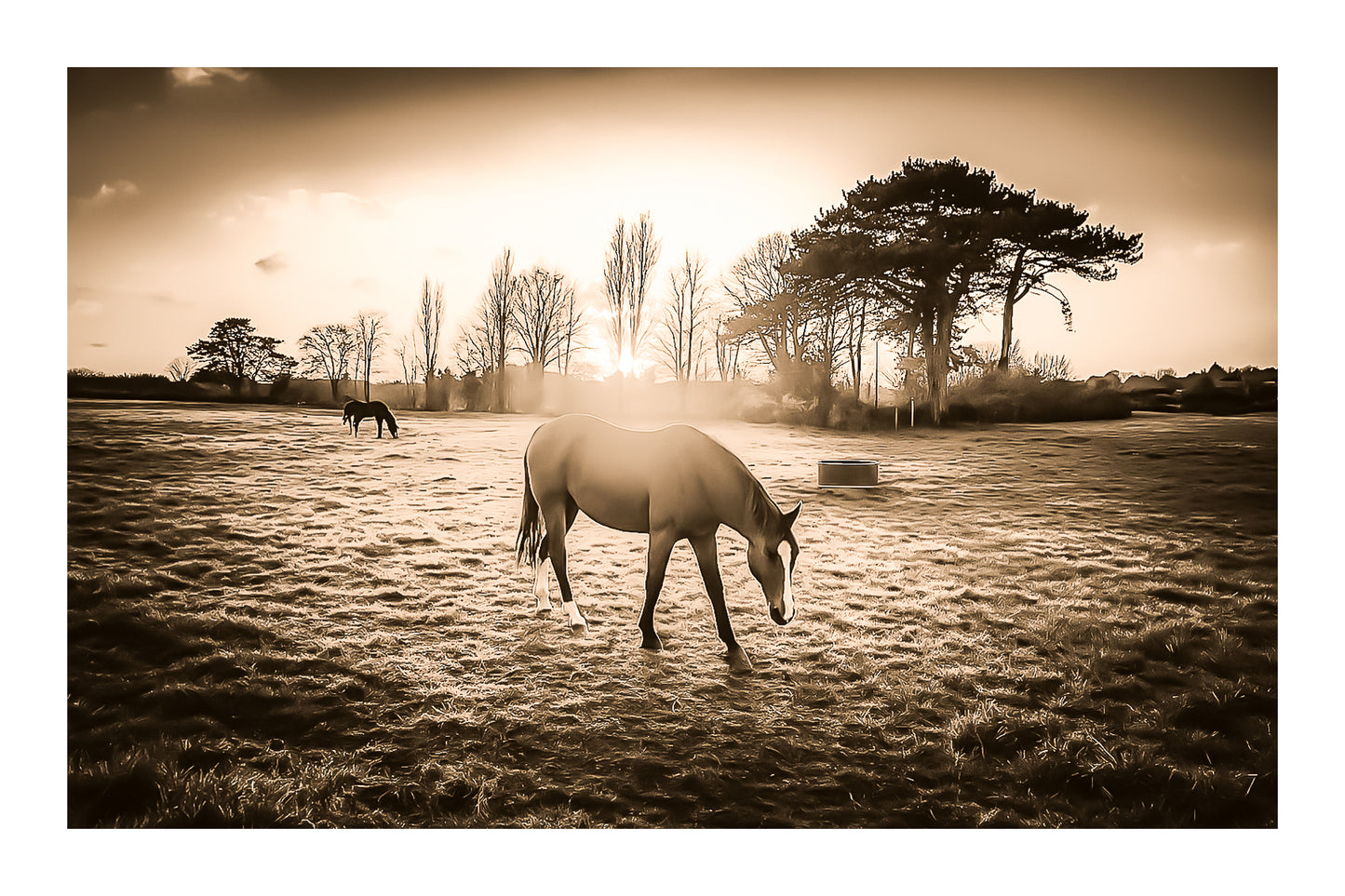 cheval dans une prairie bretonne au coucher du soleil, traitement sepia avec bordure donnant un rendu vintage et chaleureux