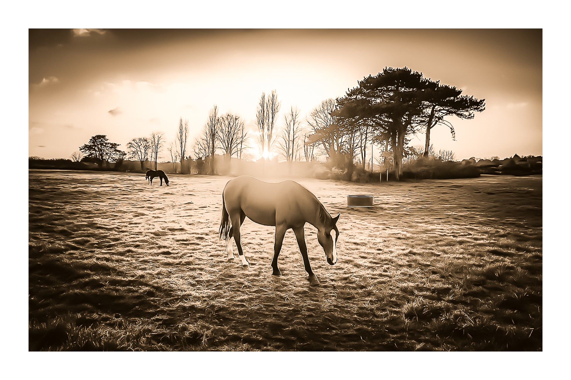 cheval dans une prairie bretonne au coucher du soleil, traitement sepia avec bordure donnant un rendu vintage et chaleureux