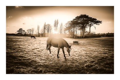 cheval dans une prairie bretonne au coucher du soleil, traitement sepia avec bordure donnant un rendu vintage et chaleureux