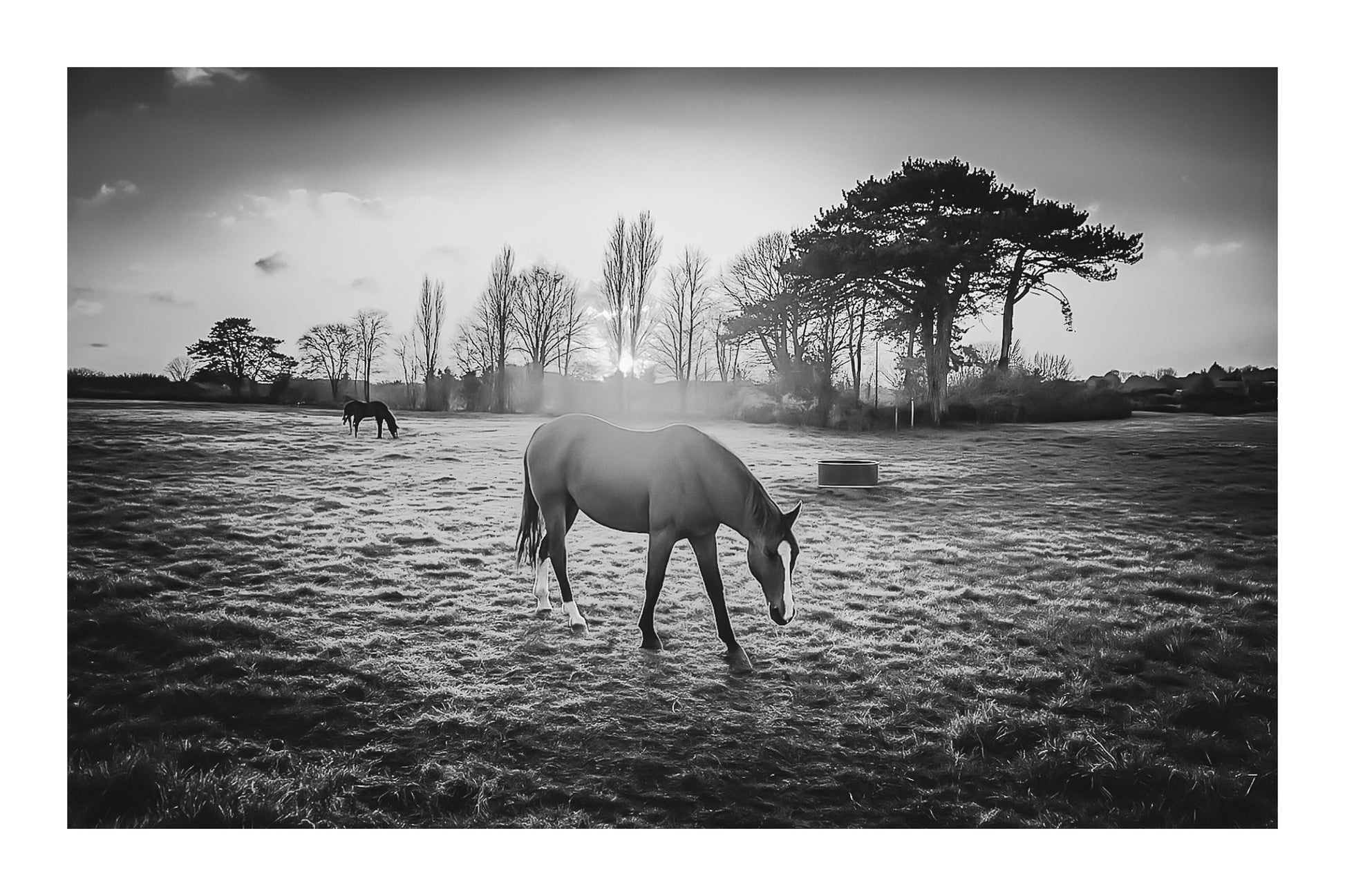 cheval dans une prairie bretonne au crépuscule en noir et blanc avec bordure, lumière douce et arbres alignés à l’horizon