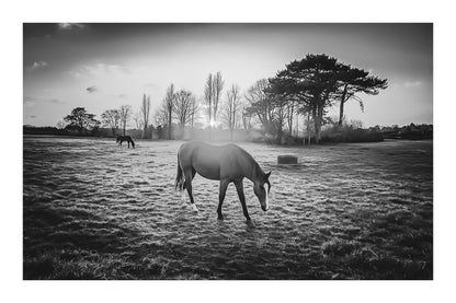cheval dans une prairie bretonne au crépuscule en noir et blanc avec bordure, lumière douce et arbres alignés à l’horizon