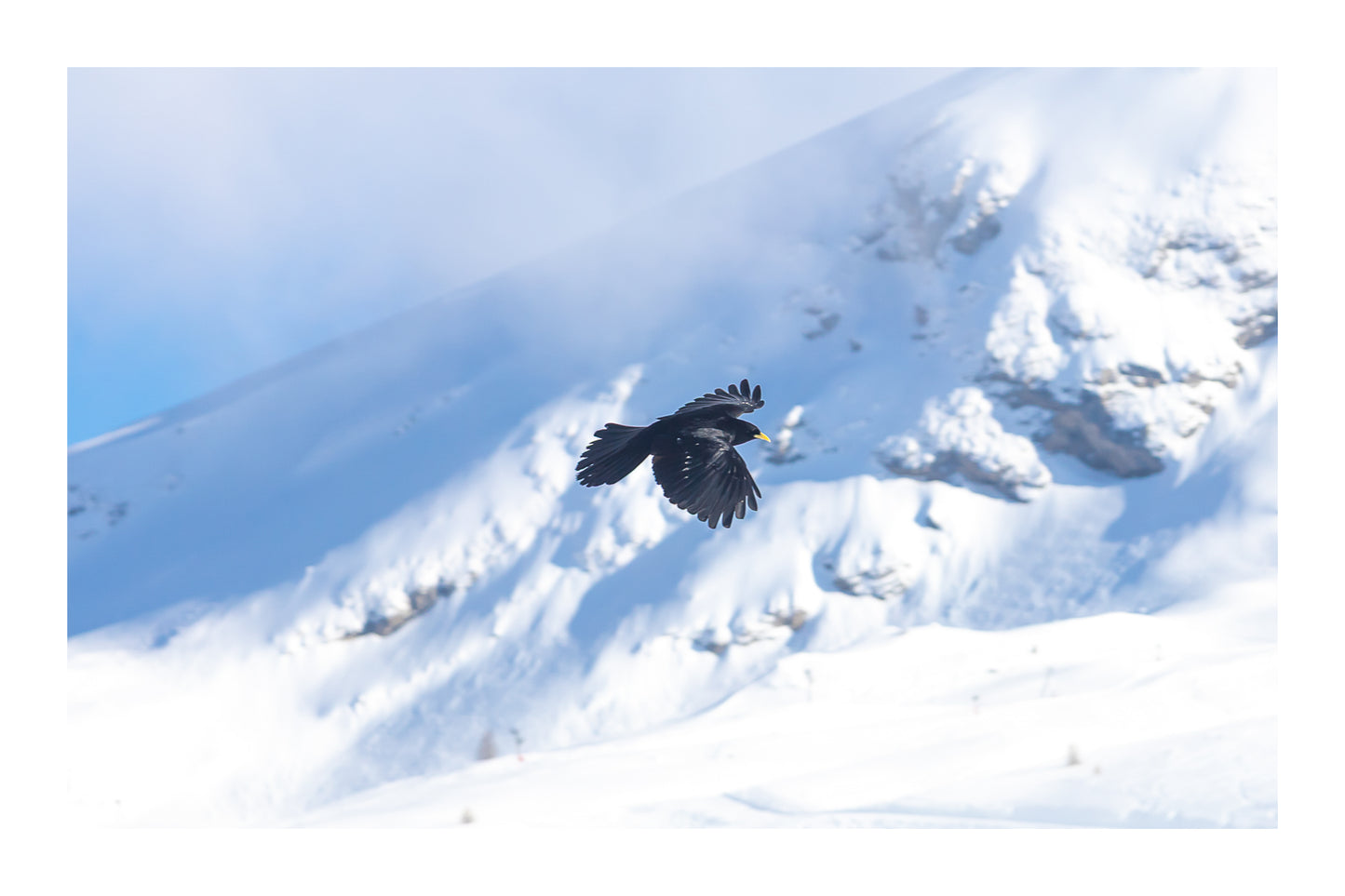corbeau noir en vol au-dessus des pentes enneigées de Superdévoluy avec bordure