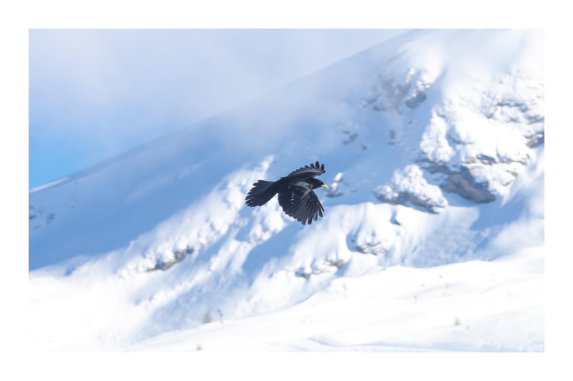 corbeau noir en vol au-dessus des pentes enneigées de Superdévoluy avec bordure