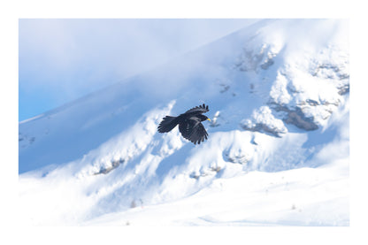 corbeau noir en vol au-dessus des pentes enneigées de Superdévoluy avec bordure