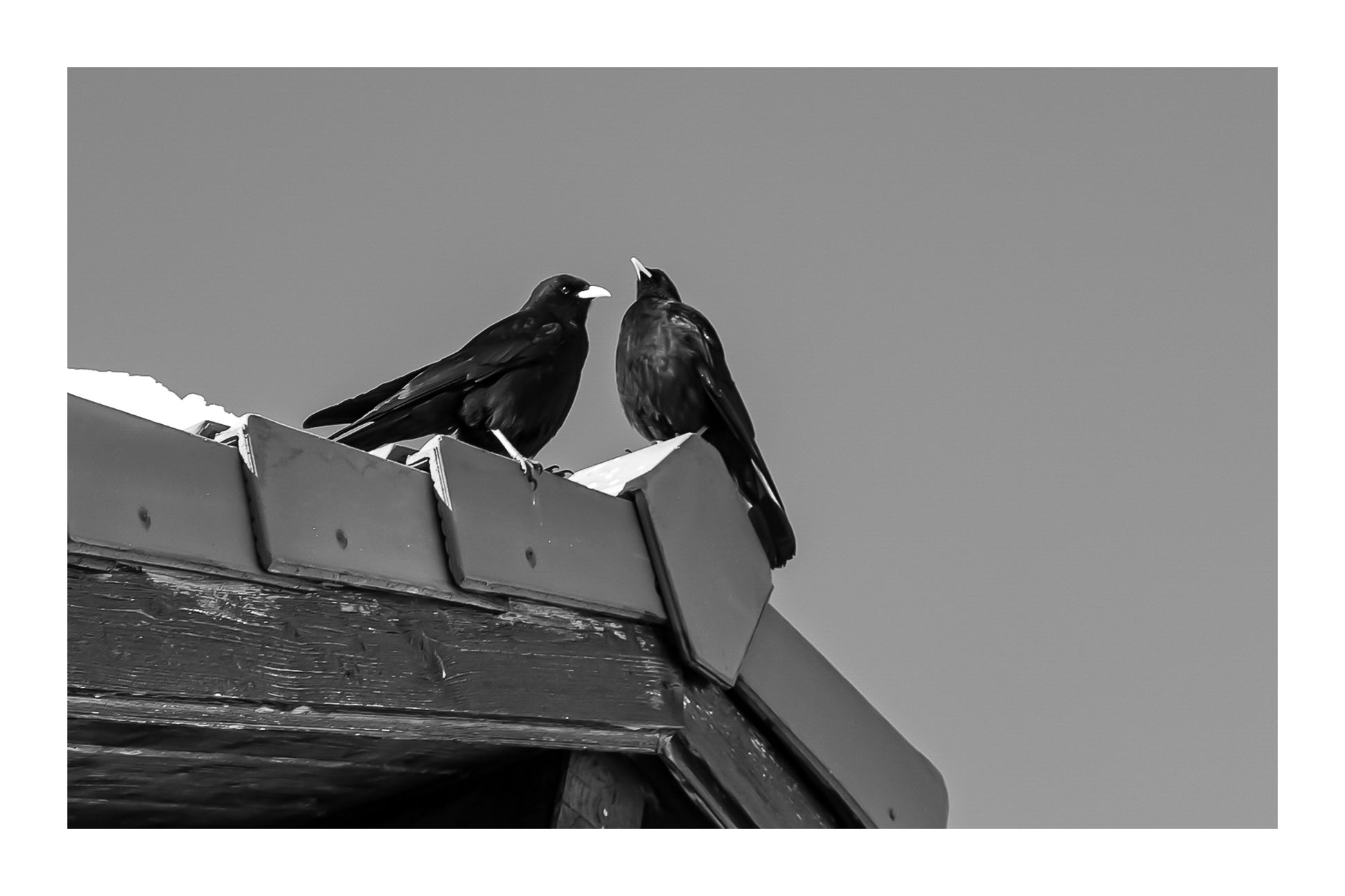 deux corbeaux noirs posés sur le toit d’un chalet à Superdévoluy, noir et blanc avec bordure
