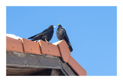 deux corbeaux noirs posés sur le toit d’un chalet à Superdévoluy avec bordure
