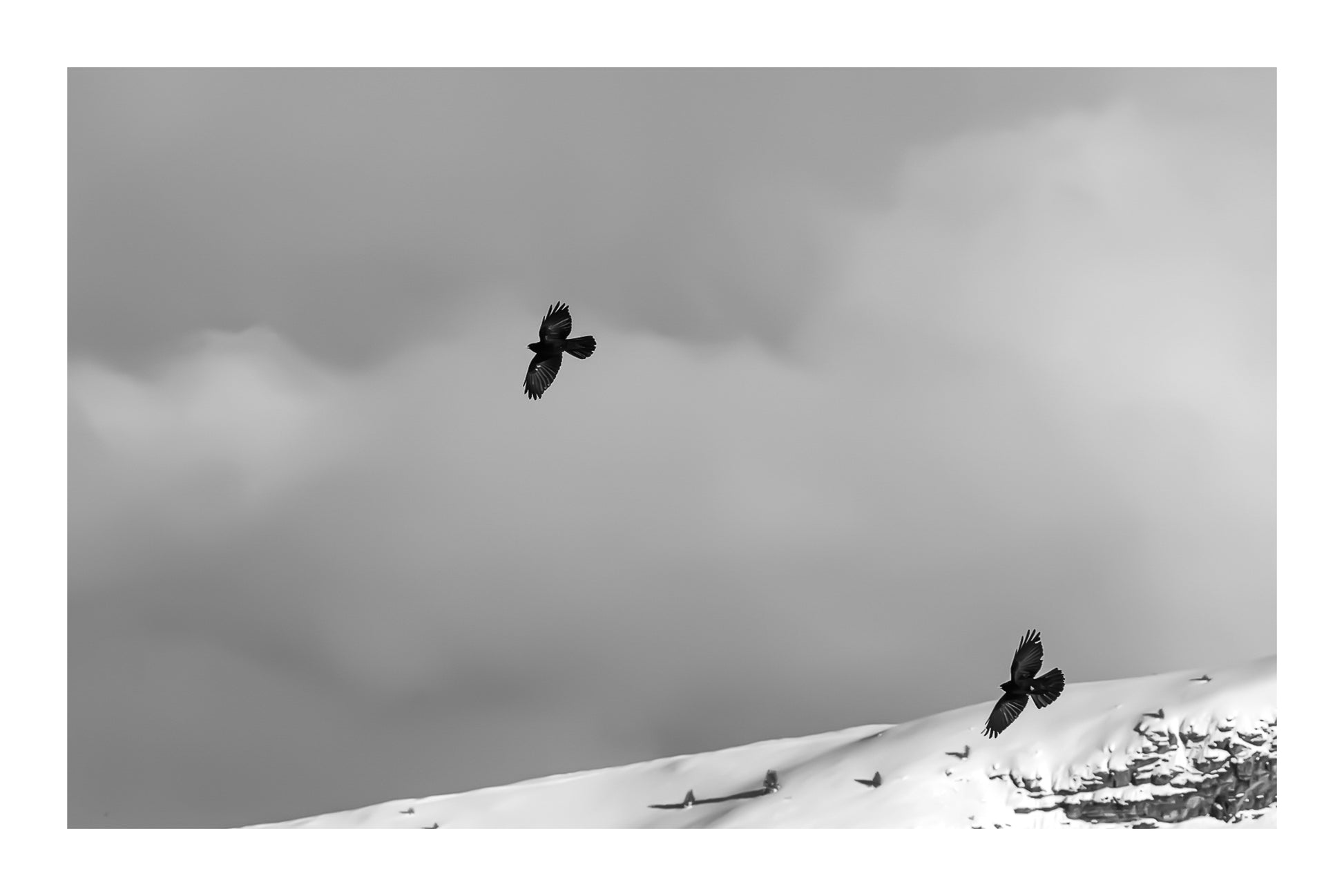 deux corbeaux noirs planant au-dessus d’une crête enneigée à Superdévoluy, noir et blanc avec bordure