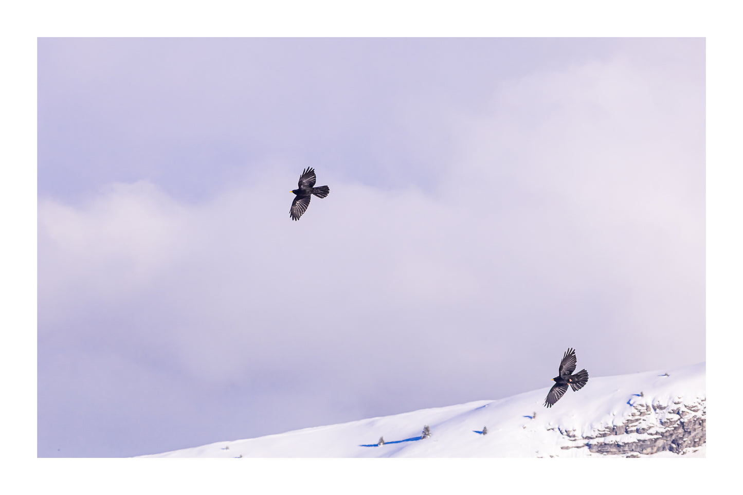 deux corbeaux noirs planant au-dessus d’une crête enneigée à Superdévoluy avec bordure