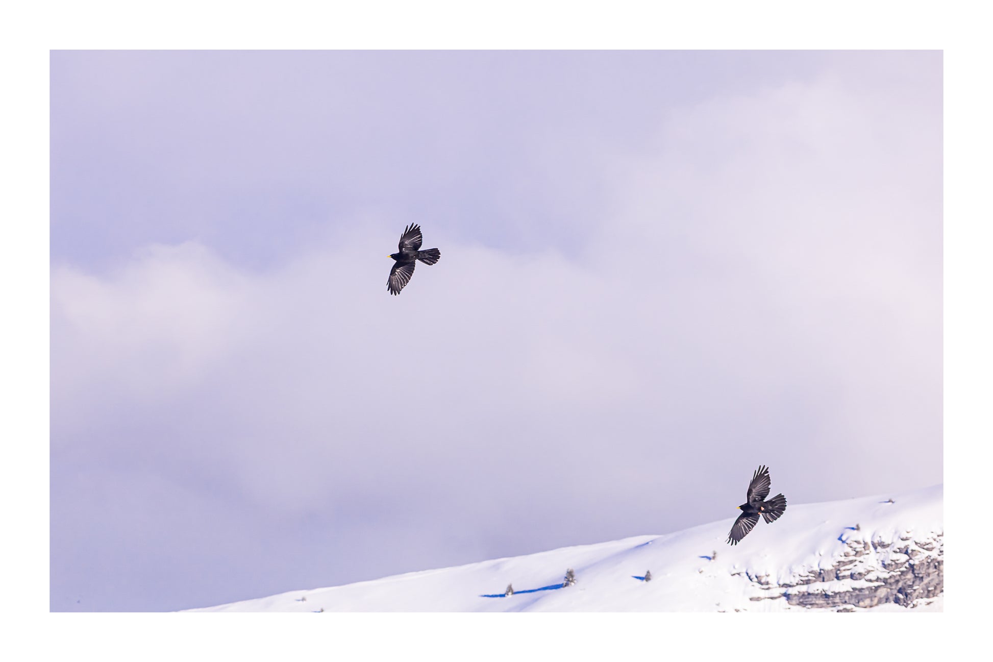 deux corbeaux noirs planant au-dessus d’une crête enneigée à Superdévoluy avec bordure