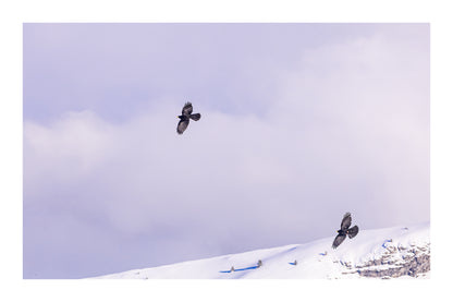 deux corbeaux noirs planant au-dessus d’une crête enneigée à Superdévoluy avec bordure
