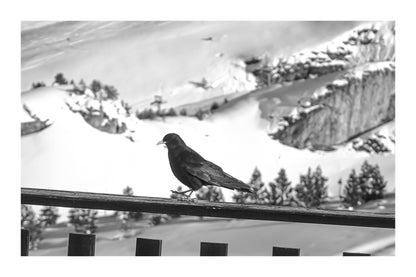 corbeau noir posé sur une rambarde en bois avec panorama enneigé à Superdévoluy, noir et blanc avec bordure