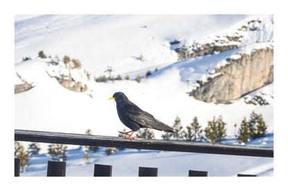 corbeau noir posé sur une rambarde en bois avec panorama enneigé à Superdévoluy avec bordure