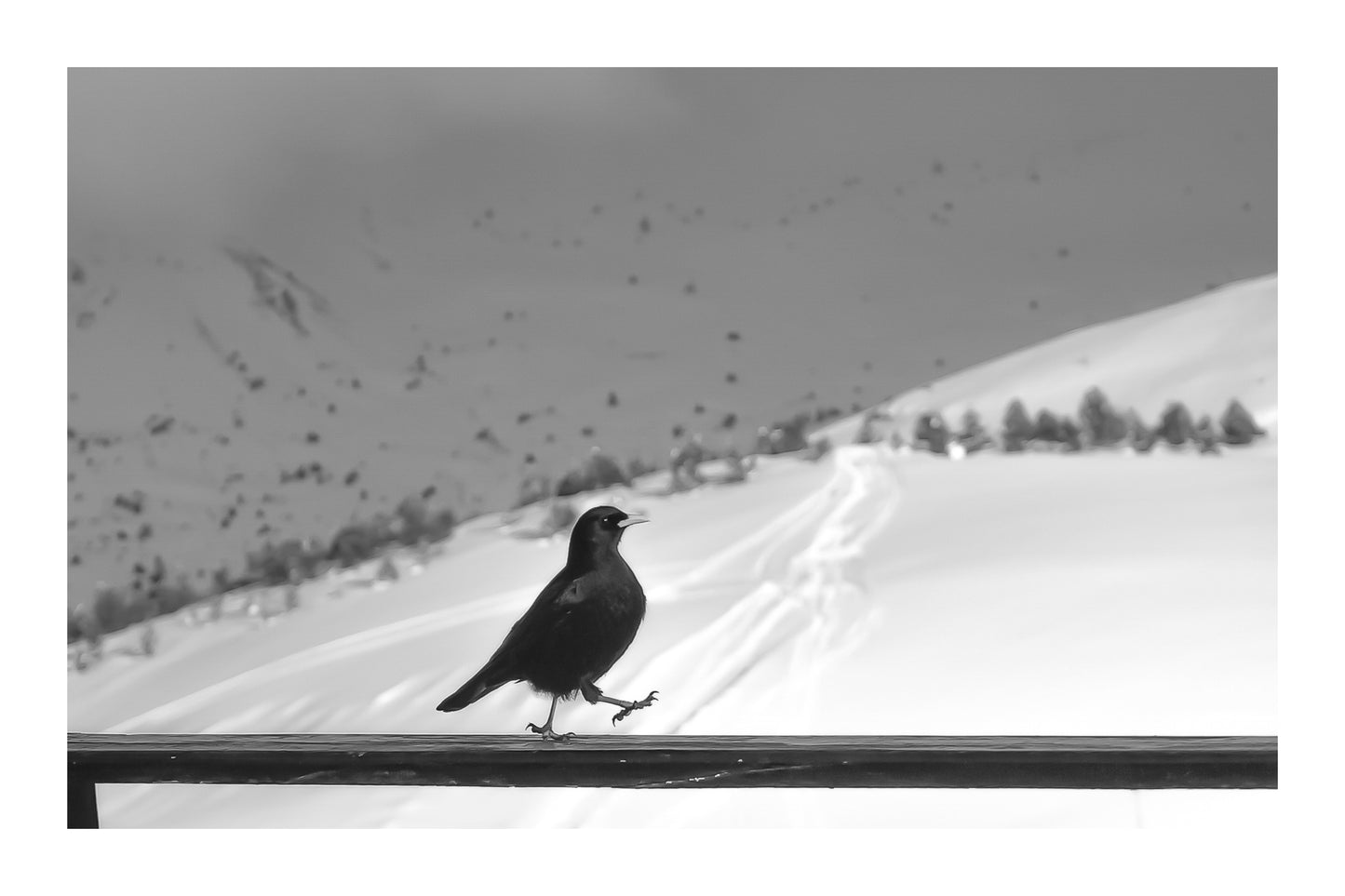 corbeau noir marchant sur une rambarde devant les pentes enneigées de Superdévoluy, noir et blanc avec bordure