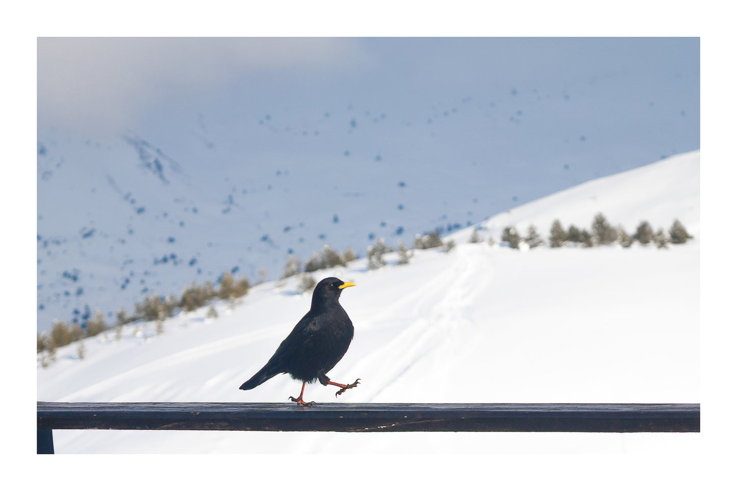 corbeau noir marchant sur une rambarde devant les pentes enneigées de Superdévoluy avec bordure