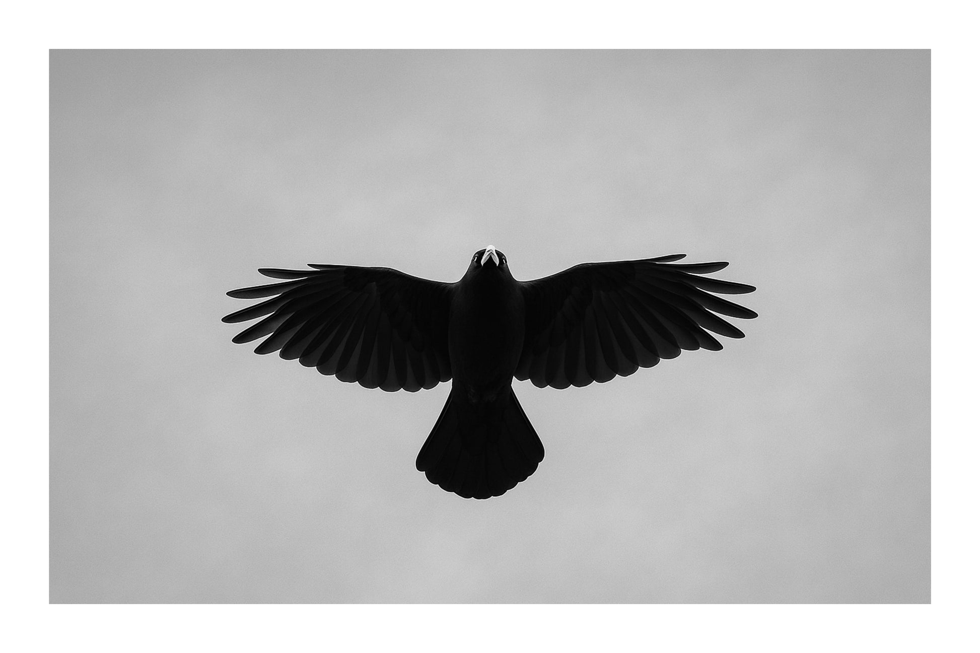 corbeau noir vu de dessous en plein vol sur fond de ciel bleu à Superdévoluy, noir et blanc avec bordure