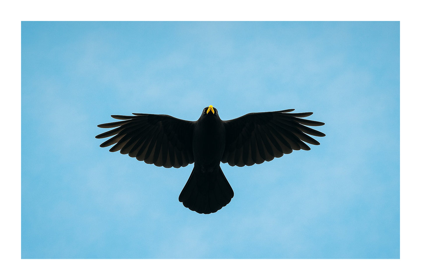 corbeau noir vu de dessous en plein vol sur fond de ciel bleu à Superdévoluy, avec bordure