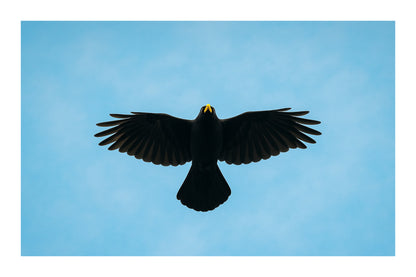 corbeau noir vu de dessous en plein vol sur fond de ciel bleu à Superdévoluy, avec bordure