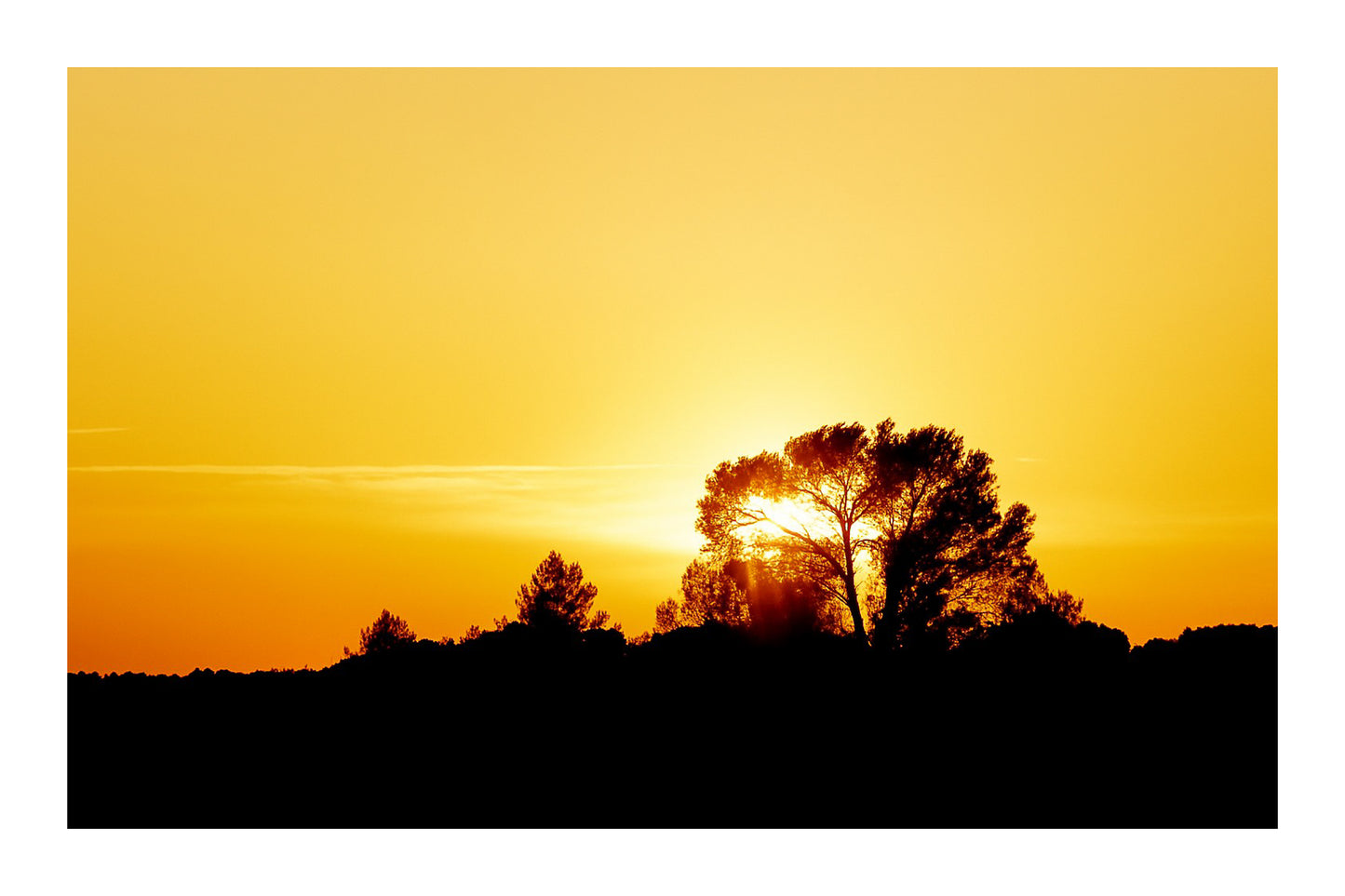Barrage de Bimont - Pin en contre-jour