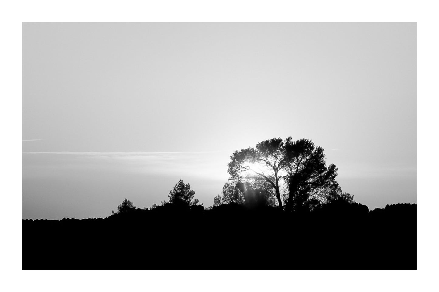 Barrage de Bimont - Pin en contre-jour