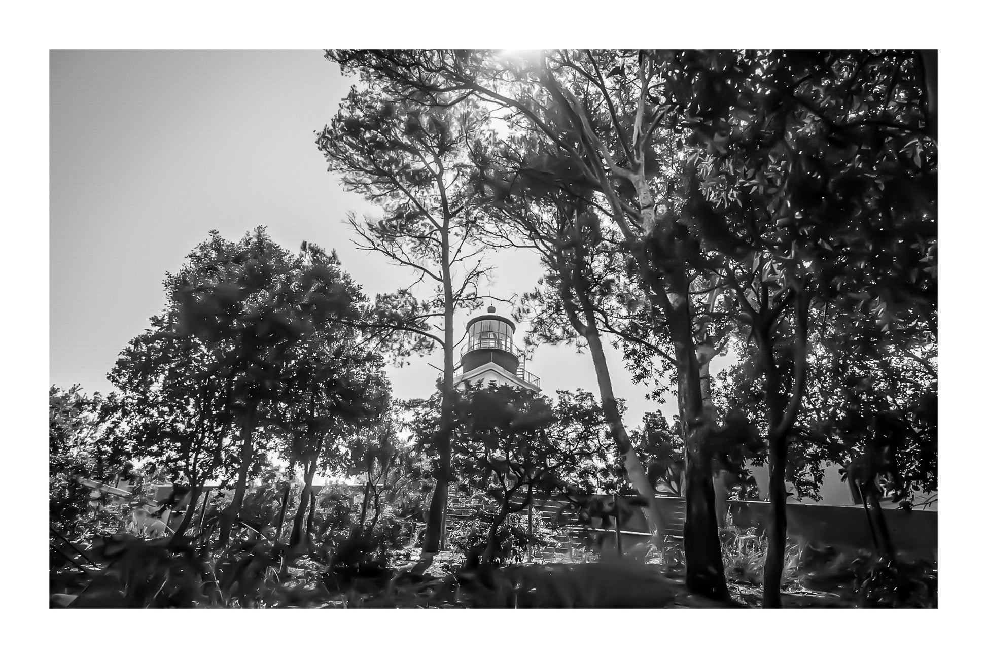 Phare de Porquerolles aperçu à travers les pins maritimes, lumière filtrée et ambiance de sous-bois méditerranéen, noir et blanc avec bordure