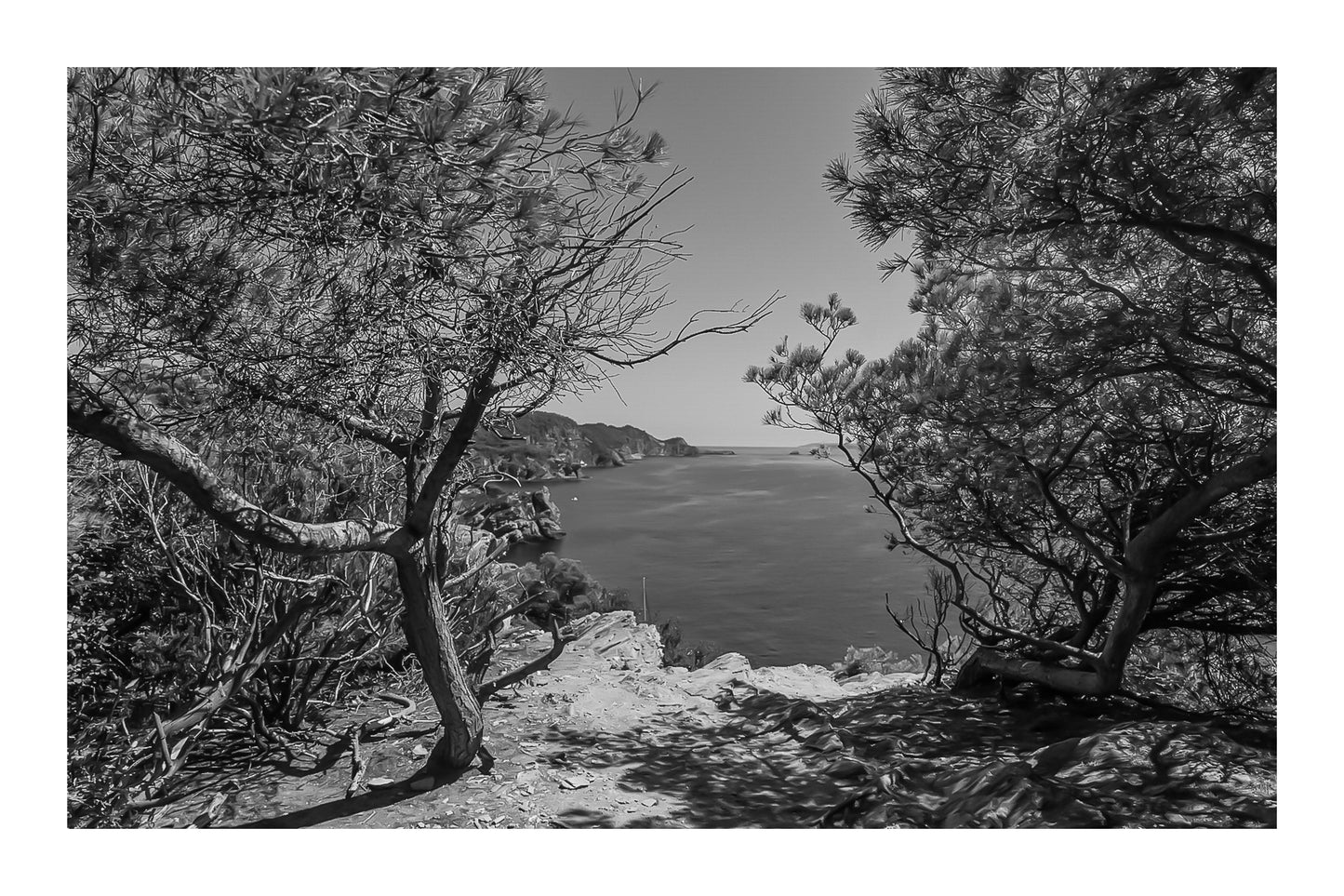 Point de vue du sentier du littoral encadré par les pins, falaises et Méditerranée d’un bleu profond à l’horizon, noir et blanc avec bordure