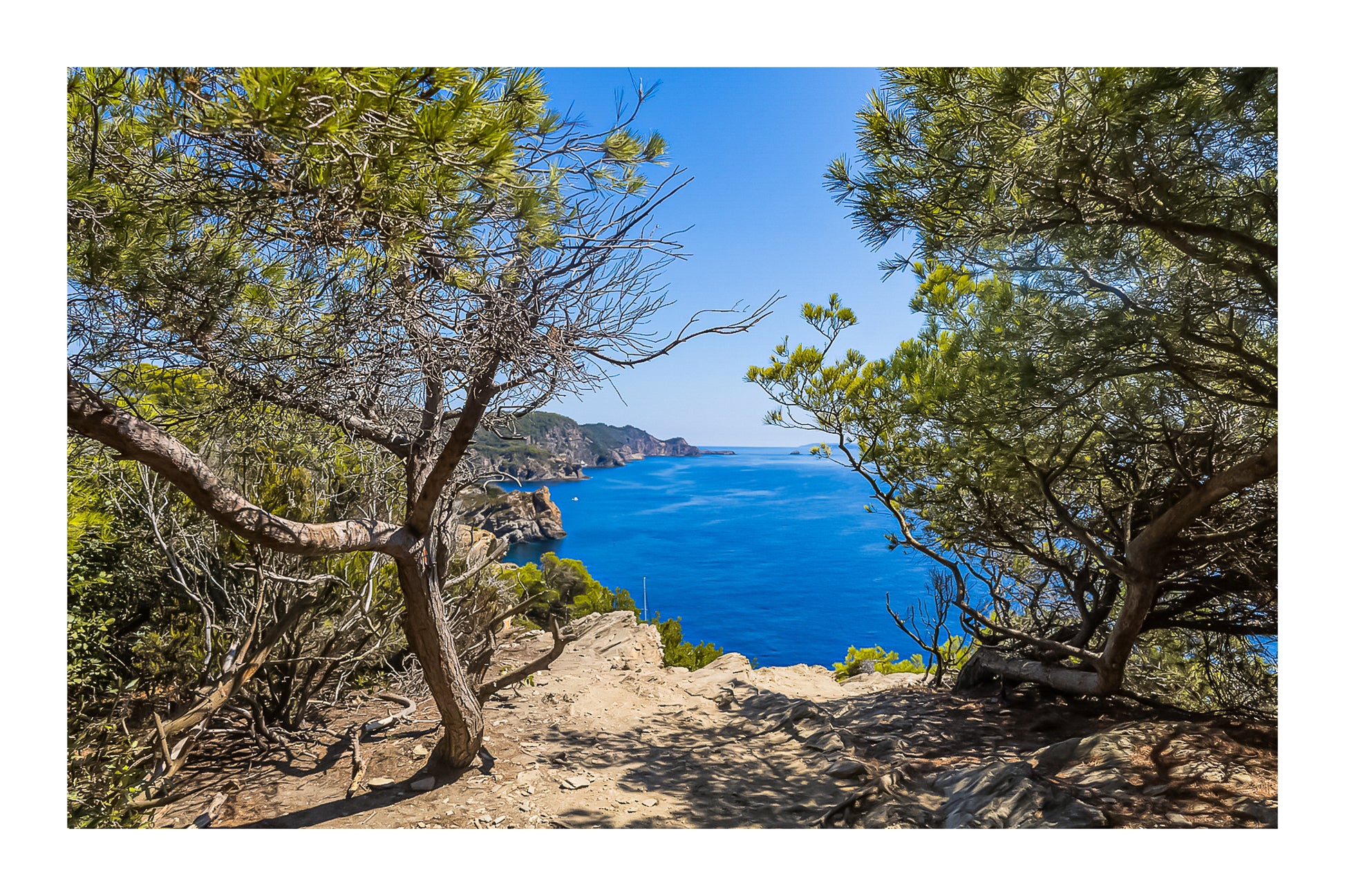 Point de vue du sentier du littoral encadré par les pins, falaises et Méditerranée d’un bleu profond à l’horizon avec bordure