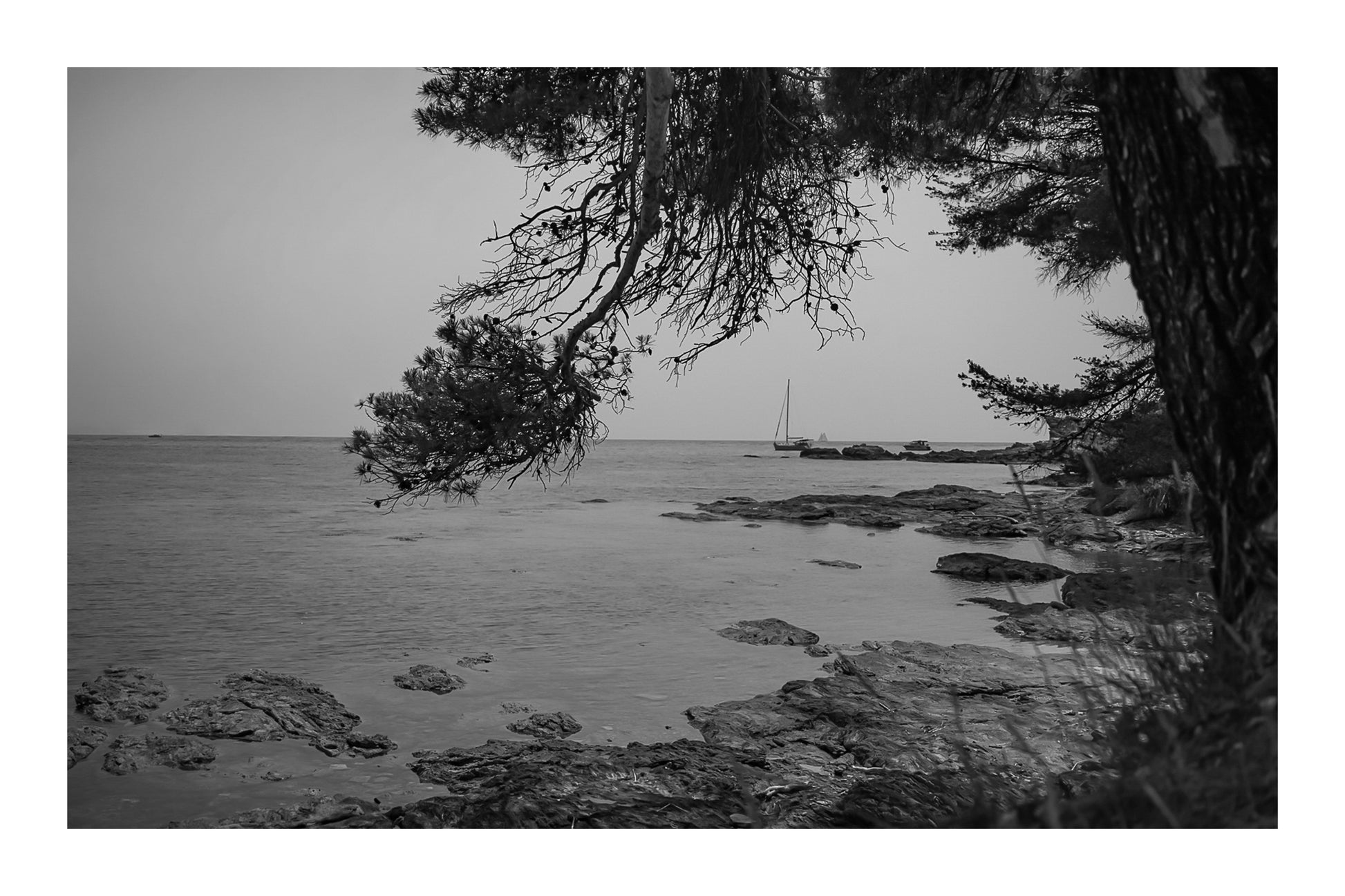 Branches de pin cadrant un rivage rocheux et un voilier au large, île des Embiez, noir et blanc avec bordure