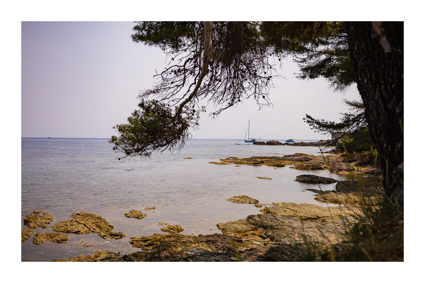 Branches de pin cadrant un rivage rocheux et un voilier au large, île des Embiez, couleur avec bordure