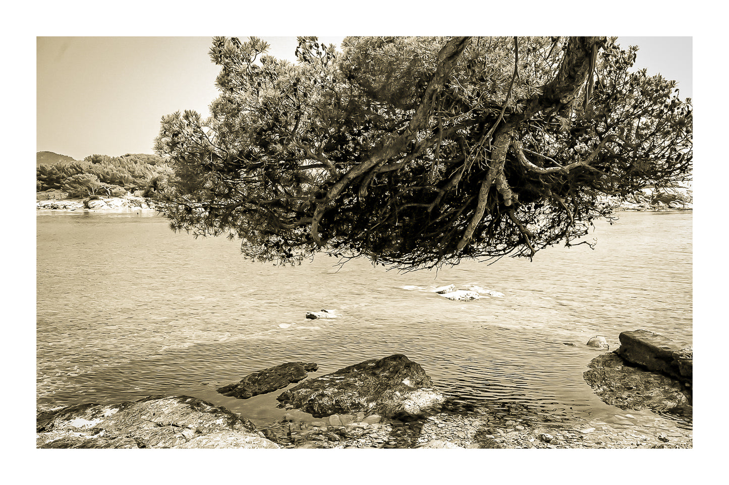 Grand pin parasol aux racines aériennes au-dessus de l’eau, rochers des Embiez, ton sépia avec bordure
