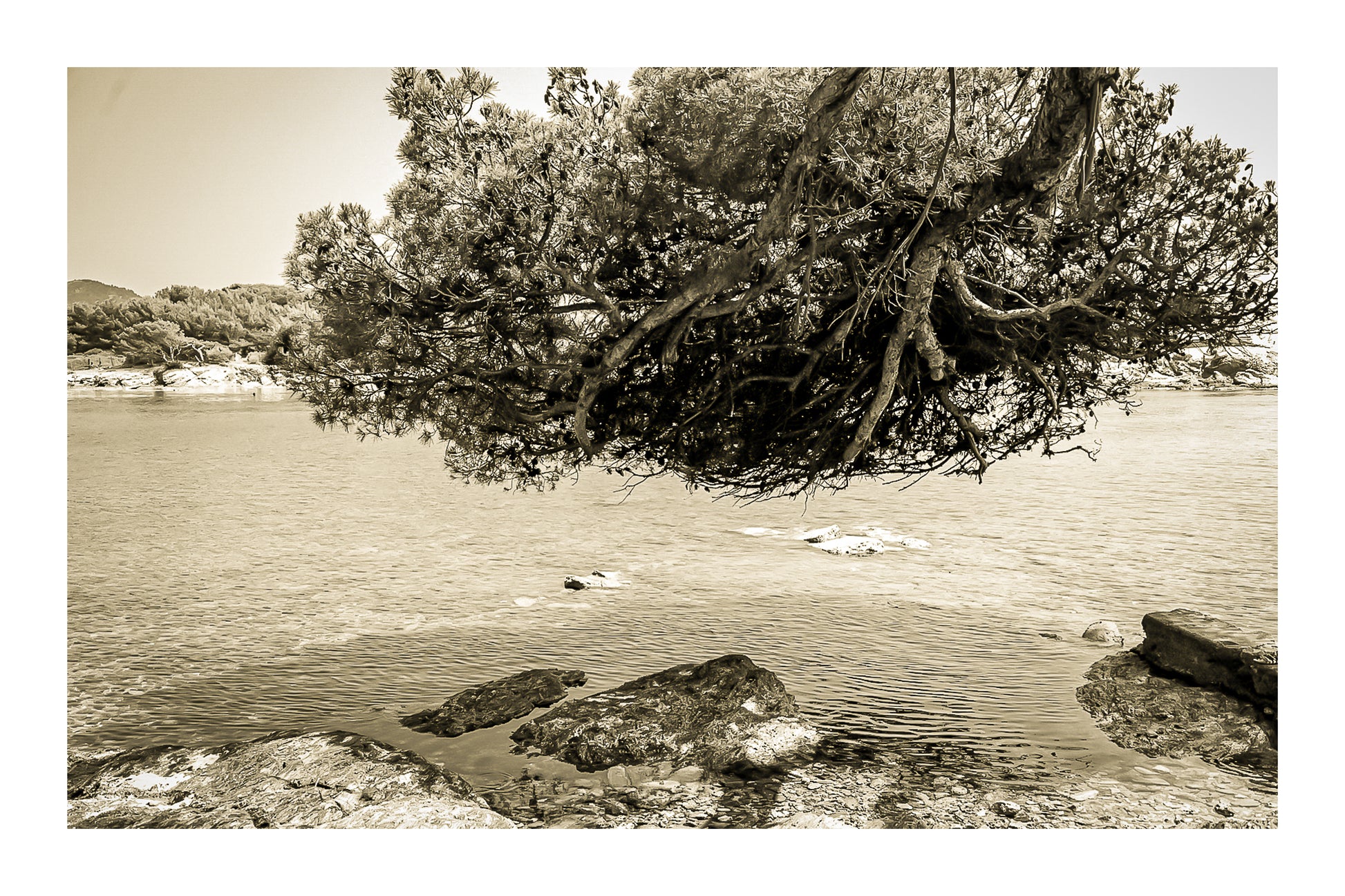 Grand pin parasol aux racines aériennes au-dessus de l’eau, rochers des Embiez, ton sépia avec bordure