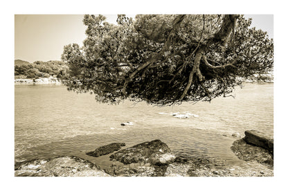 Grand pin parasol aux racines aériennes au-dessus de l’eau, rochers des Embiez, ton sépia avec bordure