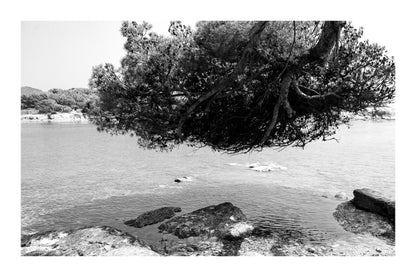 Grand pin parasol aux racines aériennes au-dessus de l’eau, rochers des Embiez, noir et blanc avec bordure